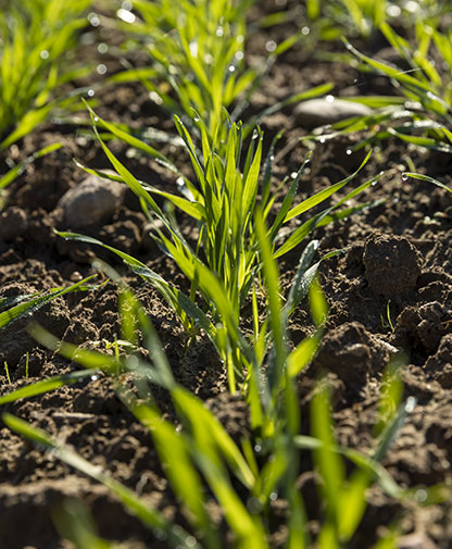Tohum Çim Uygulaması